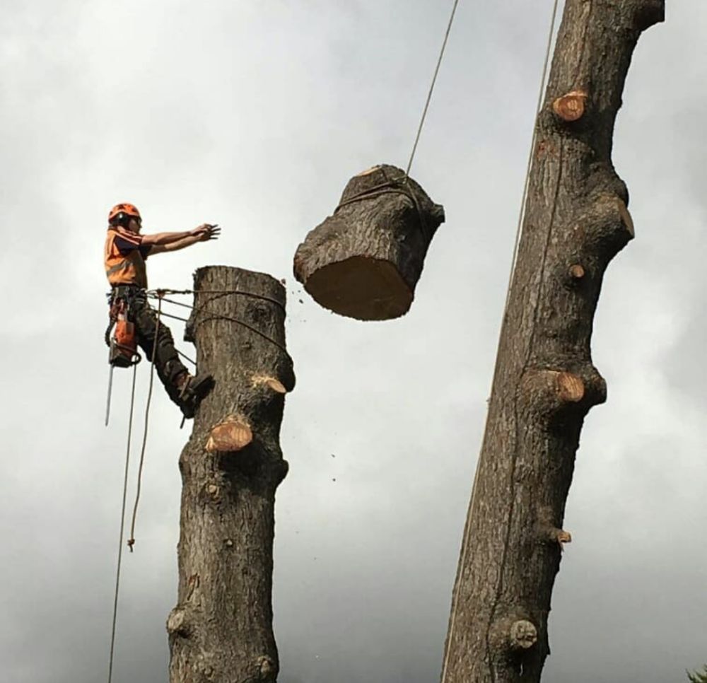 Osborn Tree Service - tree service in Warwick, RI