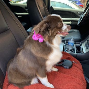 The Doggy Detailer - Pet Groomers Near Me - La Mesa, California The Doggy Detailer - Pet Groomers Near Me - La Mesa, California