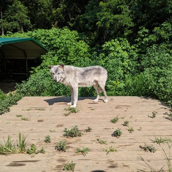 Wolf Creek Habitat - Zoos Near Me - Brookville, Indiana Wolf Creek Habitat - Zoos Near Me - Brookville, Indiana