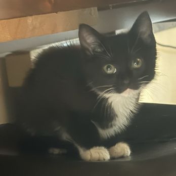 San Diego Humane Society - Underneath the table - Animal Shelters Near Me - Oceanside, California San Diego Humane Society - Underneath the table - Animal Shelters Near Me - Oceanside, California