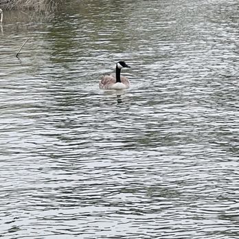 Ko-Ket Resort - Wildlife! - Hotels Near Me - Isleton, California Ko-Ket Resort - Wildlife! - Hotels Near Me - Isleton, California