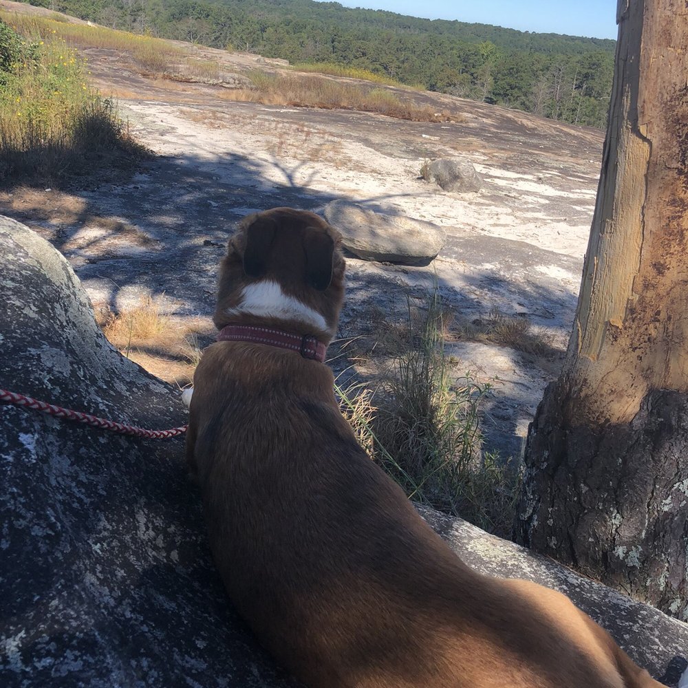 Arabia Mountain Trail - found ourselves a little shade to sit and take in the view - Climbing Near Me - Lithonia, Georgia Arabia Mountain Trail - found ourselves a little shade to sit and take in the view - Climbing Near Me - Lithonia, Georgia