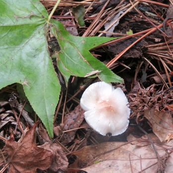 Belle Isle State Park - Mycology finds. - Parks Near Me - Lancaster, Virginia Belle Isle State Park - Mycology finds. - Parks Near Me - Lancaster, Virginia