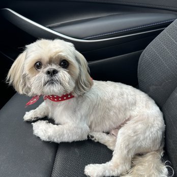 Planet Pet Spa - Pet Groomers Near Me - San Antonio, Texas