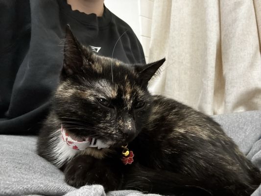 PAWS Chicago by null