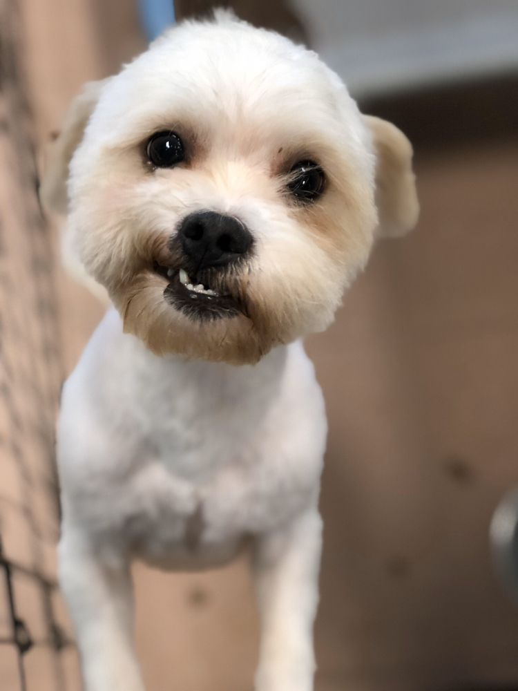 BEST GROOMERS EVER WE SHIH TZU NOT Updated September 2024 21 Photos