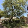 Performance Tree Services and Landscape
