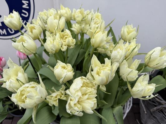 Amsterdam Tulip Museum by null