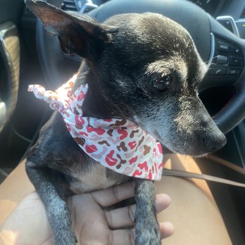 Pups in Tubs - Pet Groomers Near Me - Los Angeles, California