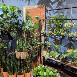 Coles Plant