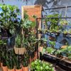 Coles Plant gift card