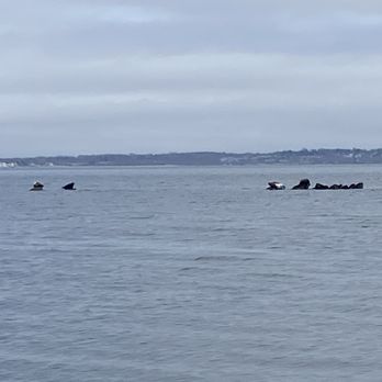 Rocky Point State Park - Seals out on the rocks - Parks Near Me - Warwick, Rhode Island