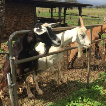 Surfing Goat Dairy - Goats! - Cheese Shops Near Me - Kula, Hawaii Surfing Goat Dairy - Goats! - Cheese Shops Near Me - Kula, Hawaii