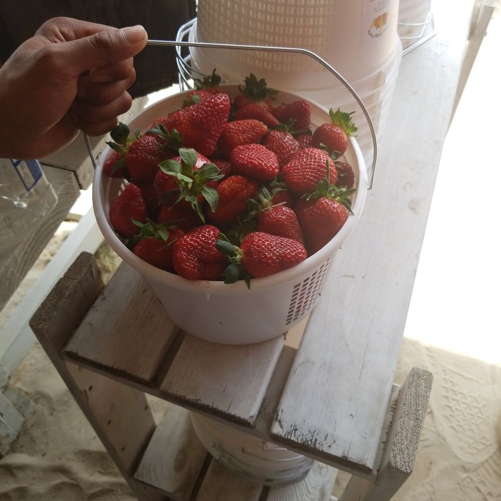 Hickory Ridge Farm - Strawberry picking! - Farmers Market Near Me - Chesapeake, Virginia