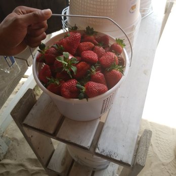 Hickory Ridge Farm - Strawberry picking! - Farmers Market Near Me - Chesapeake, Virginia
