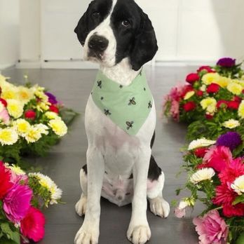Central Barks - Pet Groomers Near Me - Salinas, California