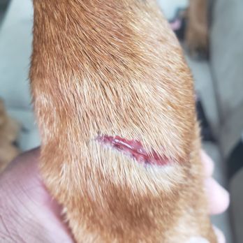 Mutt Island - Injury from unknown source at Mutt Island - Pet Groomers Near Me - Memphis, Tennessee Mutt Island - Injury from unknown source at Mutt Island - Pet Groomers Near Me - Memphis, Tennessee