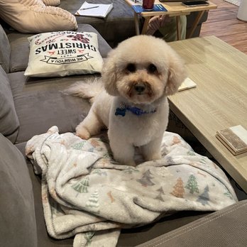 The Dog Pawlor - Splash After Steph - Pet Groomers Near Me - San Jose, California