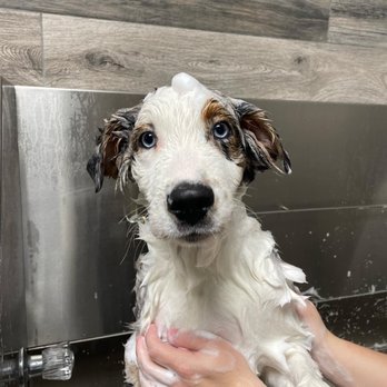 Canine Concepts - Puppies first bath - Pet Groomers Near Me - Morgan Hill, California Canine Concepts - Puppies first bath - Pet Groomers Near Me - Morgan Hill, California