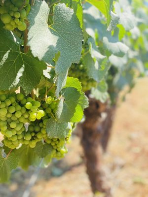 Bethany Vineyard & Winery by null