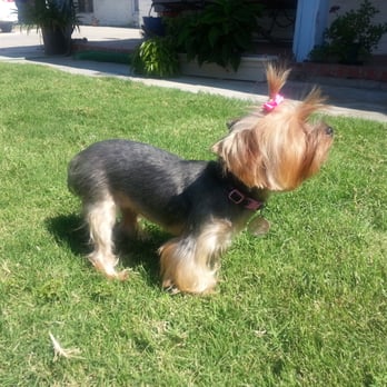 Bubble Up Dog Wash - Best yorkie cut! - Pet Groomers Near Me - Santa Ana, California
