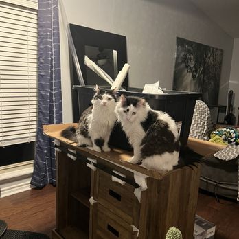 Five Star Bath Solutions - Plano - New vanity (unrelated to Five Star, just showing off my cats. Noah made friends with one of them) - General Contractors Near Me