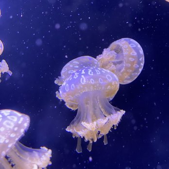 Seattle Aquarium - Aquariums Near Me - Seattle, Washington Seattle Aquarium - Aquariums Near Me - Seattle, Washington