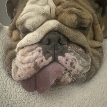 VEG ER for Pets - After final injection - Emergency Pet Hospital Near Me - Allen, Texas