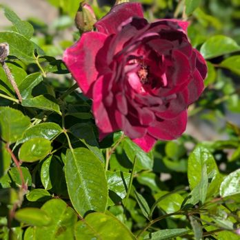 French Valley Nursery - Wow - Nurseries & Gardening Near Me - Winchester, California