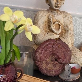 Wild Tea Leaf - Peace and serenity - Tea Rooms Near Me - Santa Barbara, California Wild Tea Leaf - Peace and serenity - Tea Rooms Near Me - Santa Barbara, California