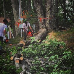 Aw Tree And Wood Specialists - This is a maple we cut in trade and the owner Adam Walton sawing it up