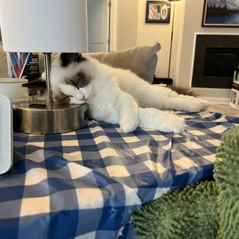 Rumi Ragdolls - He wants to stay close by to you, even for naps - Pet Adoption Near Me