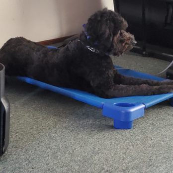 Baynine Dog Training - In PLACE command!!! - Pet Training Near Me Baynine Dog Training - In PLACE command!!! - Pet Training Near Me
