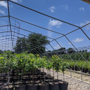 Lawns Tree Farm - Nurseries & Gardening Near Me - Leander, Texas Lawns Tree Farm - Nurseries & Gardening Near Me - Leander, Texas