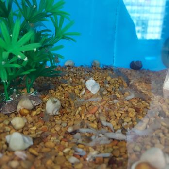 PetSmart - Pet Stores Near Me - Coral Gables, Florida PetSmart - Pet Stores Near Me - Coral Gables, Florida
