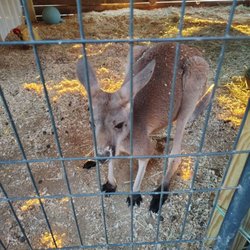 Kangaroo