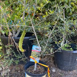 From that my olive oil empire begins