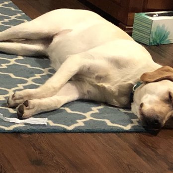 Mark's Pet Pals - Pet Sitting Near Me - Snoqualmie, Washington