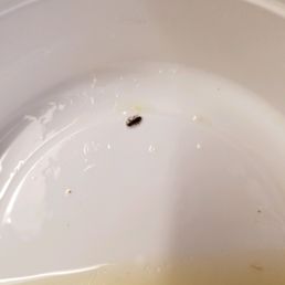 Bug in food
