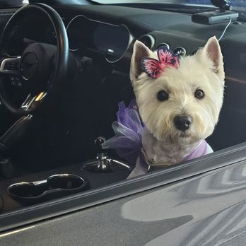 Seaside Pet Naturals - Another amazing cut! - Pet Stores Near Me - Mount Pleasant, South Carolina