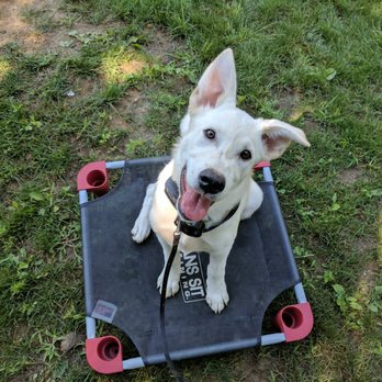 Sit Means Sit Dog Training - Pet Training Near Me - Clinton, New York Sit Means Sit Dog Training - Pet Training Near Me - Clinton, New York