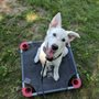Photo of Sit Means Sit Dog Training