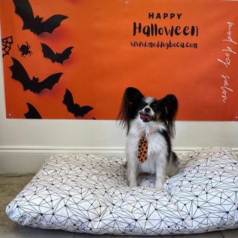 Mod Dog Salon - Happy Halloween - Pet Groomers Near Me - Boca Raton, Florida