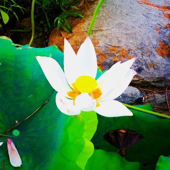 Trey Yuen Cuisine Of China - Chinese Near Me - Mandeville, Louisiana