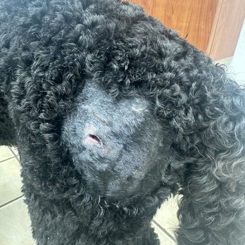 Pup Paradise - Pet Sitting Near Me - Cape Coral, Florida