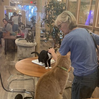 Catpurrccinos - Themed Cafes Near Me - Huntington, New York Catpurrccinos - Themed Cafes Near Me - Huntington, New York