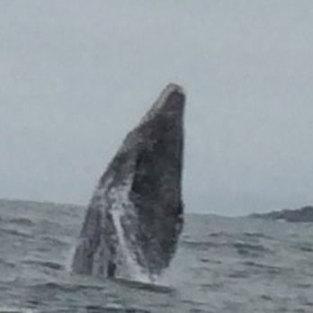 Dockside Charters - Breaching whale - Boating Near Me - Depoe Bay, Oregon Dockside Charters - Breaching whale - Boating Near Me - Depoe Bay, Oregon