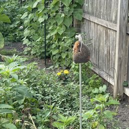Sunflower feeder sure to please Sunflower feeder sure to please