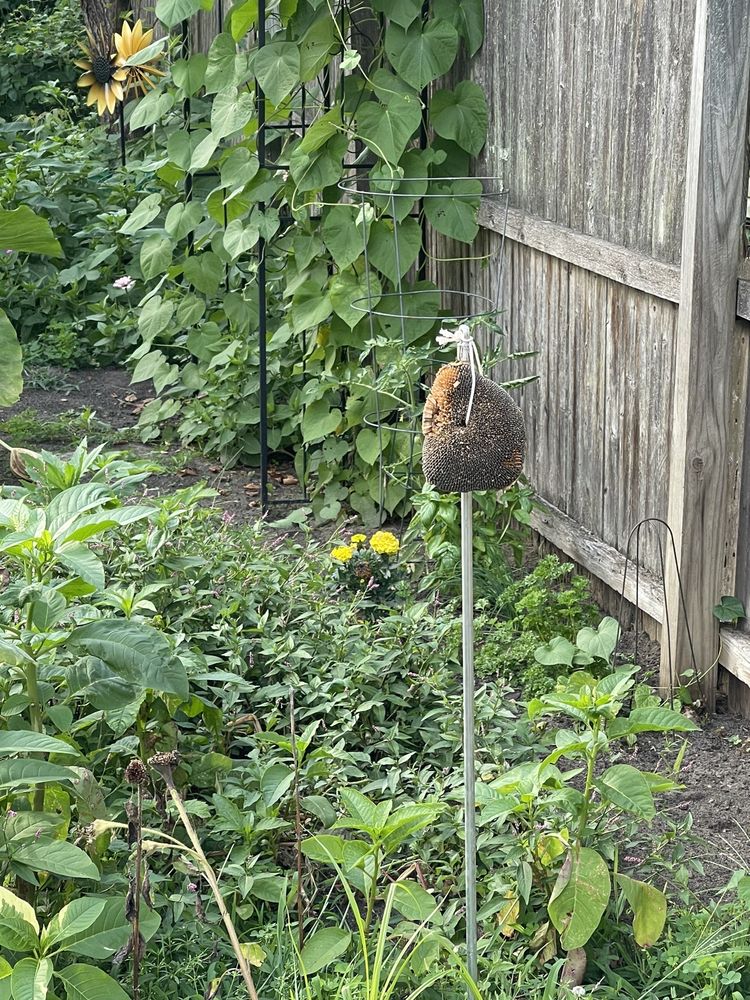 WILD BIRDS UNLIMITED Updated April 2024 26 Photos 844 Rte 35