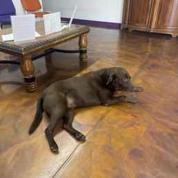 The complimentary Shop Dog.